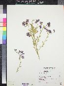 Solanum xanti image