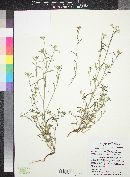 Cryptantha nevadensis image