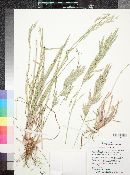 Bromus carinatus image