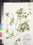 Brickellia coulteri image