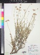 Eriogonum fasciculatum image