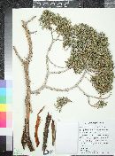 Juniperus monosperma image