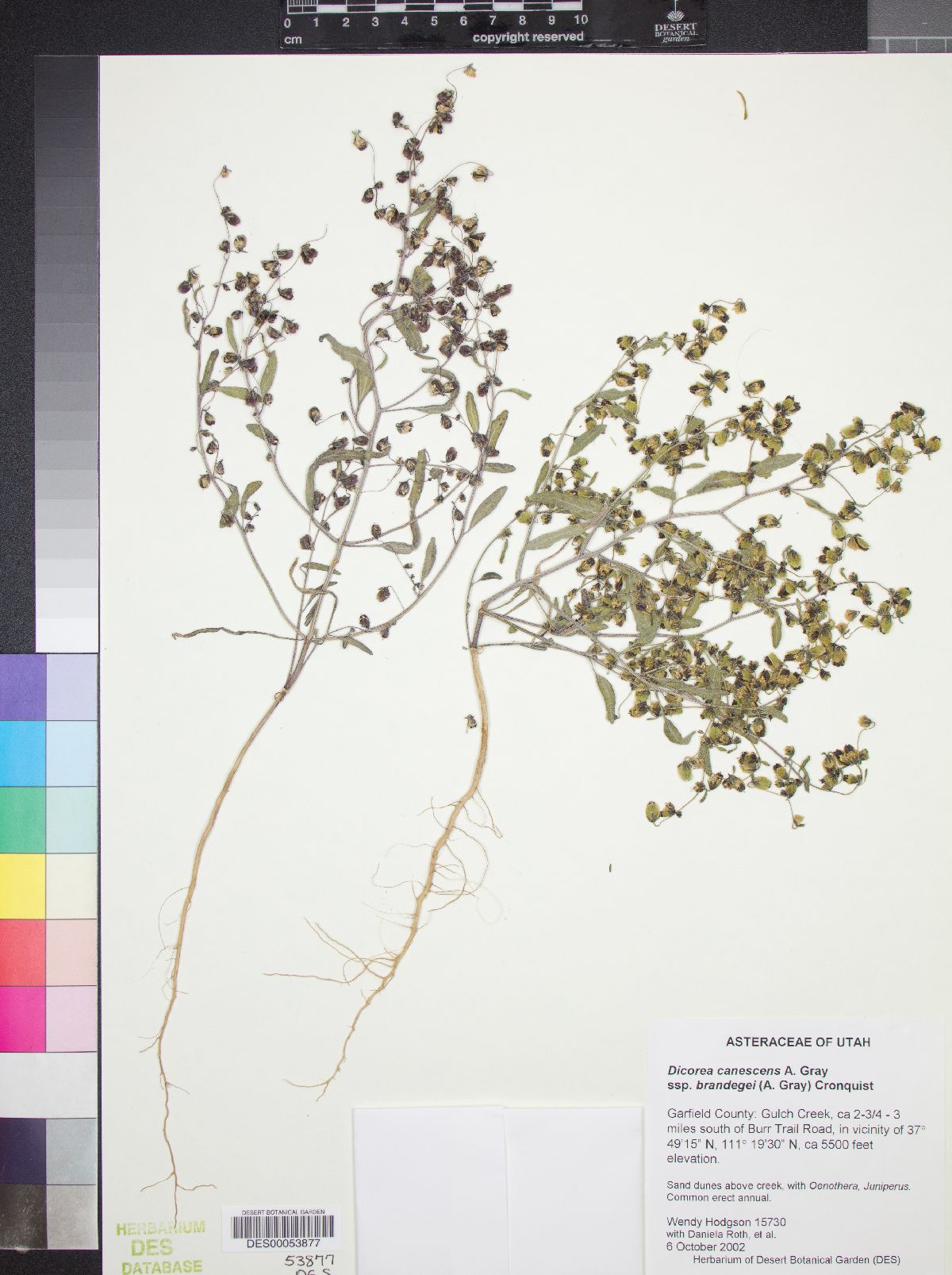 Dicoria canescens subsp. brandegeei image