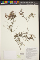 Calliandra eriophylla image