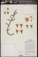 Cylindropuntia leptocaulis x versicolor image