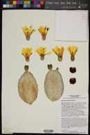 Opuntia puberula image