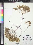 Eremocarya micrantha var. micrantha image