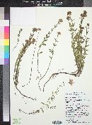 Monardella odoratissima image