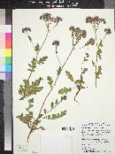 Phacelia crenulata image