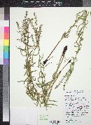 Lithospermum multiflorum image