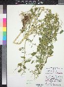 Chenopodium berlandieri image