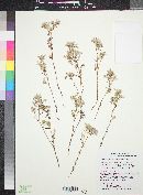 Cryptantha maritima image