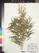 Brickellia longifolia image