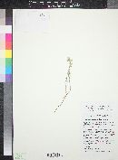 Cryptantha muricata image