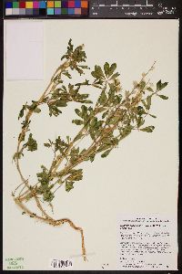 Lupinus arizonicus subsp. arizonicus image