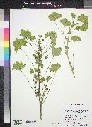 Malva parviflora image