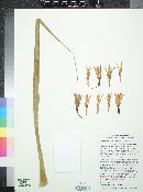 Beschorneria calcicola image