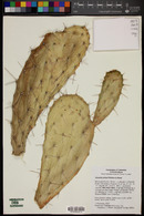 Opuntia pittieri image