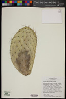 Opuntia streptacantha image