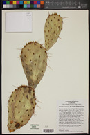 Opuntia x vaseyi image