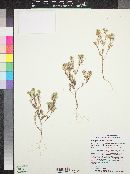 Phlox gracilis image