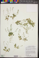 Draba cuneifolia image