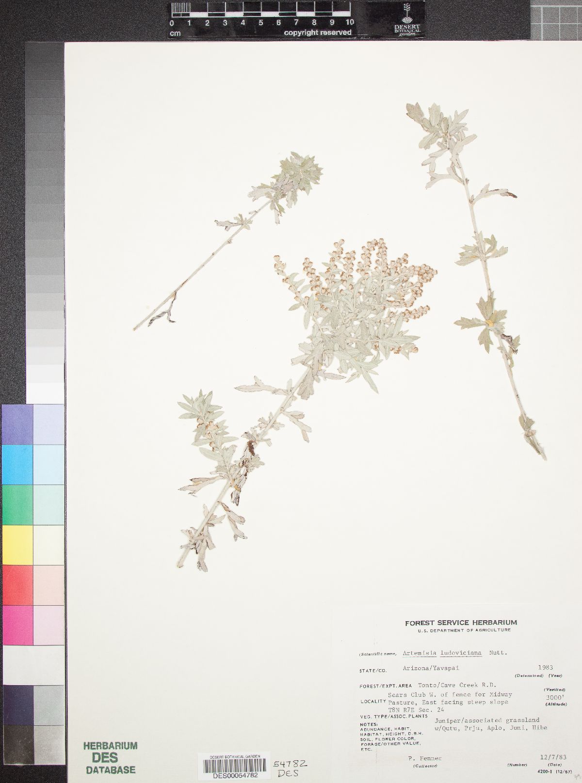 Artemisia ludoviciana subsp. redolens image