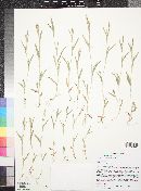 Hackelochloa granularis image