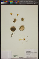 Mammillaria bocasana image