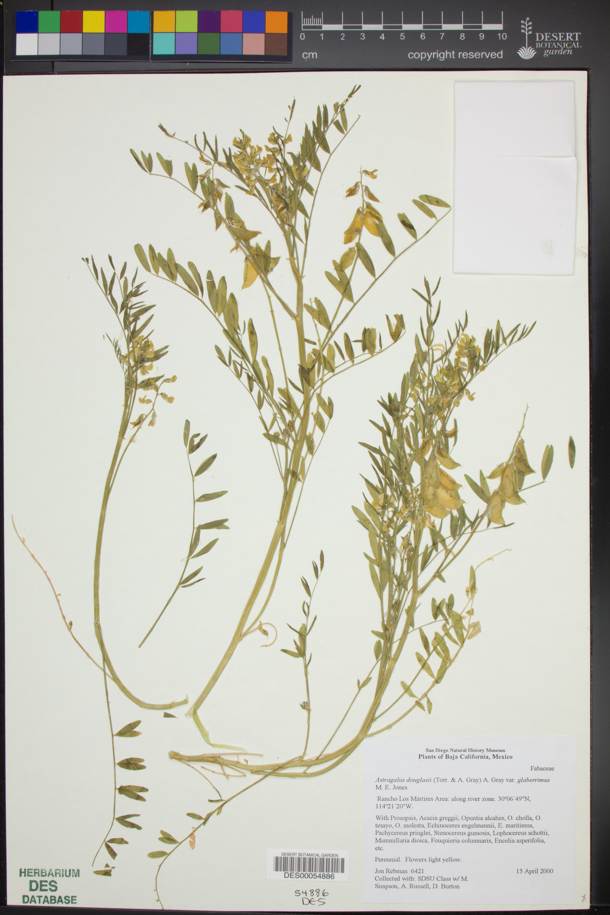 Astragalus douglasii var. glaberrimus image