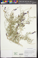 Psorothamnus fremontii image