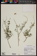 Psorothamnus fremontii image