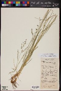 Zuloagaea bulbosa image