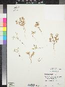 Phlox gracilis image