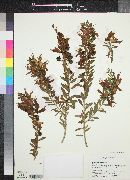 Eremophila maculata image