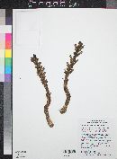 Orobanche cooperi image