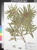 Podocarpus macrophyllus image