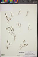 Lepidium nitidum image