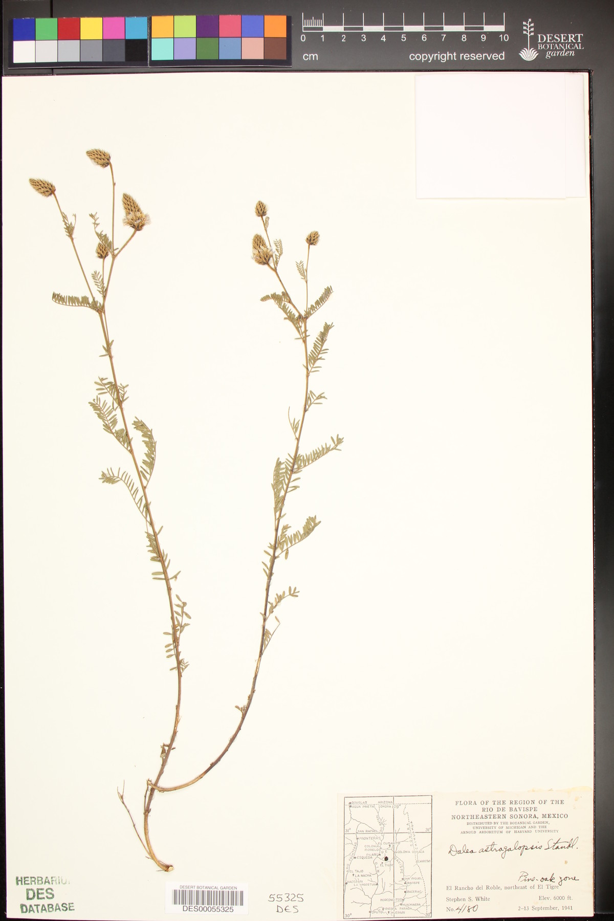 Dalea astragalopsis image