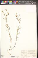 Dalea astragalopsis image