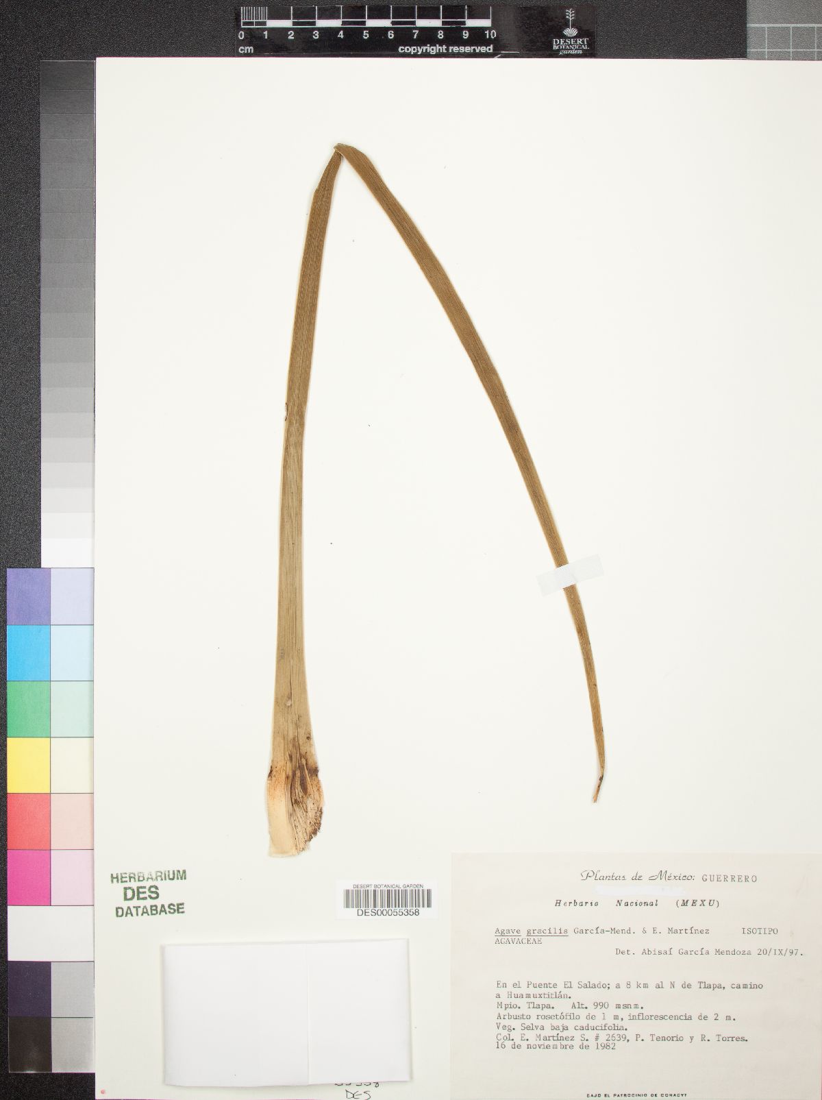 Agave gracilis image