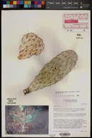 Opuntia pachyrrhiza image