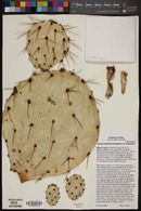 Opuntia engelmannii var. linguiformis image