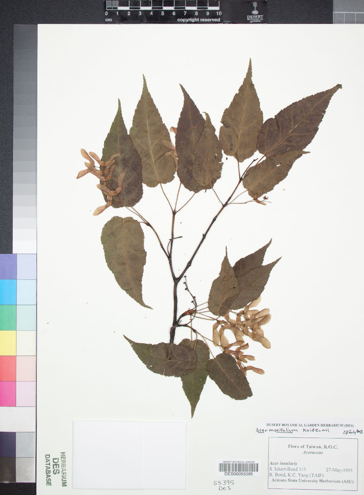 Acer morifolium image
