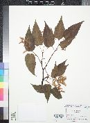 Image of Acer morifolium