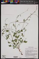 Rhynchosia senna image