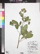 Phacelia heterophylla image