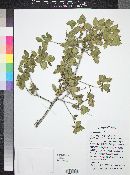 Quercus turbinella image