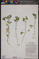 Trifolium gracilentum image