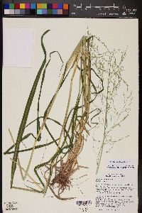 Zuloagaea bulbosa image